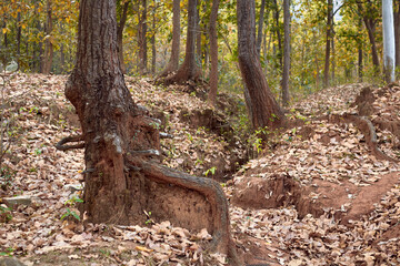 beauty of wilderness in jungle surrounding Pakhi Pahar, Purulia. tree trunks with roots partially exposed due to erosion of reddish, iron rich soil. Also leaf litters make the soil more acidic.