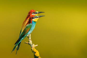 Obraz premium The male European bee-eater (Merops apiaster) a few birds on the branches