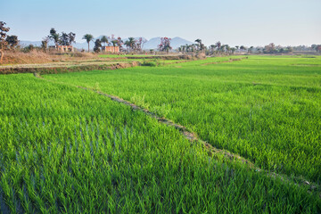 Cultivation of paddy across lush green agricultural fields in Baghmundi, Purulia, West Bengal....