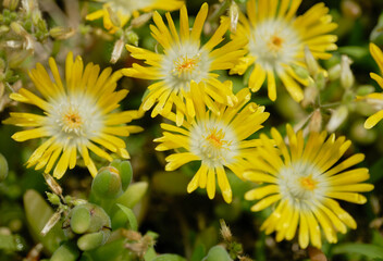 鮮やかな黄色の可愛い花