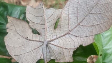 The leaves of a fat rice plant are starting to dry out