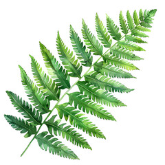 Naklejka premium Close-up of a single green fern leaf isolated on a white background, showcasing natural beauty and intricate detail.