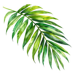 Obraz premium Detailed watercolor illustration of a tropical palm leaf showcasing vibrant green hues for botanical and nature enthusiasts.