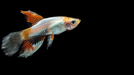 Fototapeta premium Poecilia reticulata, on black background with clipping path, albino galaxy red medusa male guppy fish