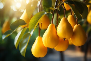 stunning pear garden with an abundance of yellow ripe pears on branches with green leaves