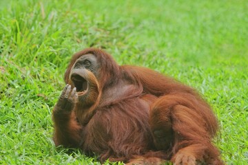 an orangutan sitting relaxed on the grass while yawning