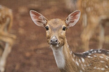 portrait of a young axis deer looking at the camera