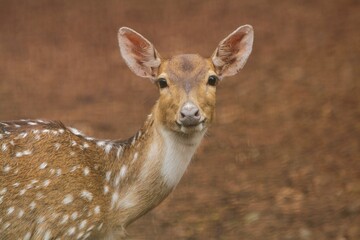 portrait of a young axis deer looking at the camera