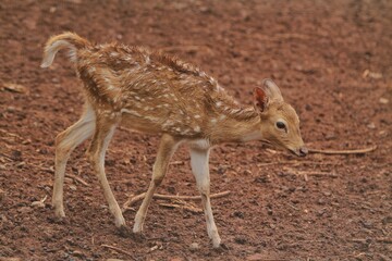 A young axis deer roams the field