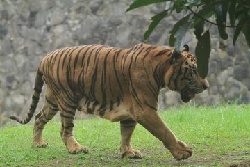 A bengal tiger walks around in the grass while watching the surroundings