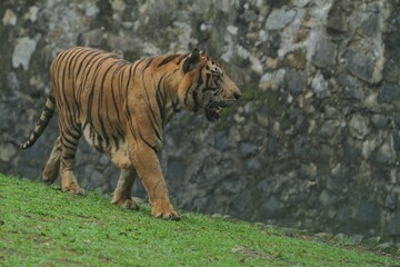 A Bengal tiger walks around in the grass while watching the surroundings