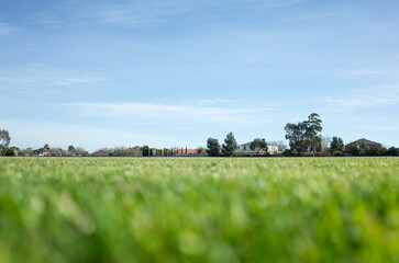 Background texture of a low angle of a vast grass lawn ground with some suburban houses in the...