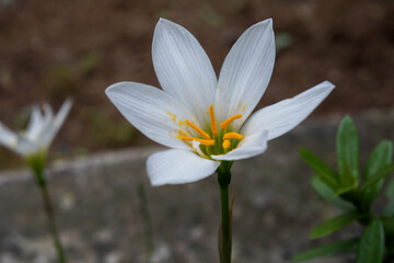 Fototapeta premium white crocus flower