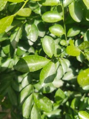 green leaves on a branch