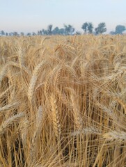 golden wheat field in summer