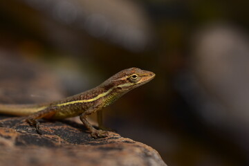 bearded dragon lizard