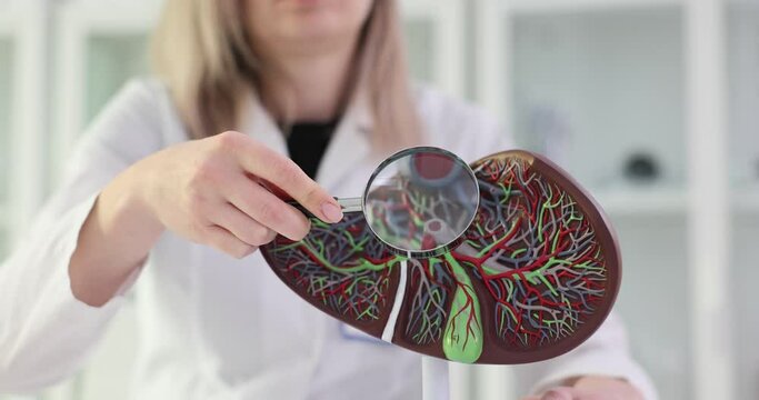 Model of the liver with gall bladder and pancreas