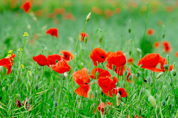 maki rosnące na łące