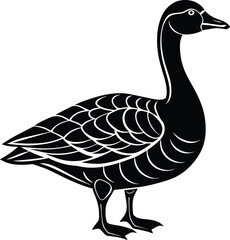 duck isolated on white