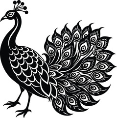 peacock illustration