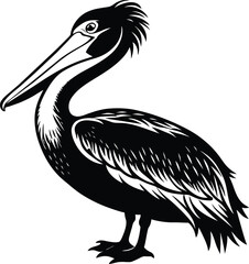pelican on white background