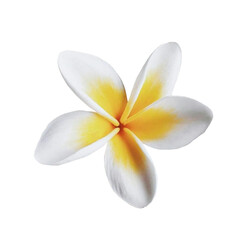 White Frangipani Flower