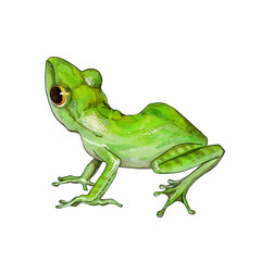Funny green frog watercolor illustration. Hand drawn cute amphibian. Green painted frog element isolated on white background