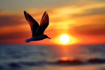 Fototapeta premium seagull on sunset