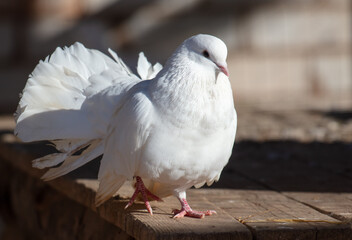 Portrait of a white dove on a farm