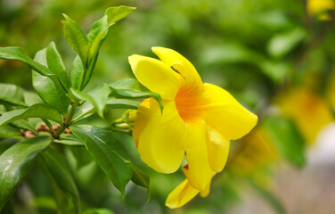 Beautiful yellow flower in a tropical garden