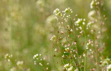 Small white flowers on herbaceous plants in spring. Close-up