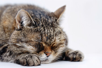 Old tired cat sleeping in front of white background