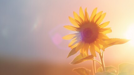 Obraz premium Single sunflower isolated on pastel backdrop, copy space, vivid hues, Double exposure silhouette with sunlit landscape