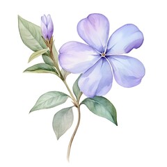 Delicate Periwinkle Bloom in Soft Watercolor