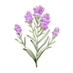 Delicate Lavender Statice Flowers in Watercolor