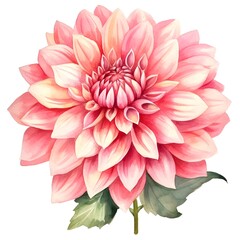 Fototapeta premium Delicate Pink Dahlia Floral Watercolor on White Background