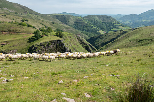 Rebanho de ovelhas em fila pelo verdes pastos da montanhas de Artzamendi no Pa&iacute;s Basco franc&ecirc;s num dia de primavera