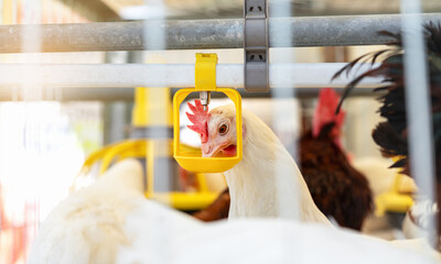 Dekalb white hen drinking water from dispenser in egg production poultry farm. © Barillo_Images
