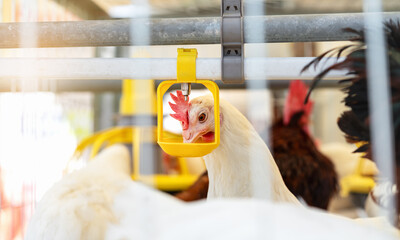 Dekalb white hen drinking water from dispenser in egg production poultry farm.