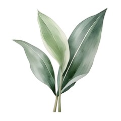 Obraz premium Lush Tropical Cordyline Leaf on White Background