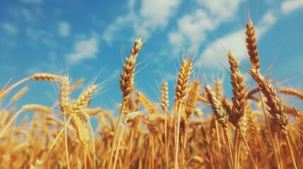 Fototapeta premium Background of ripening ears of wheat field and sunlight. Crops field. Field landscape