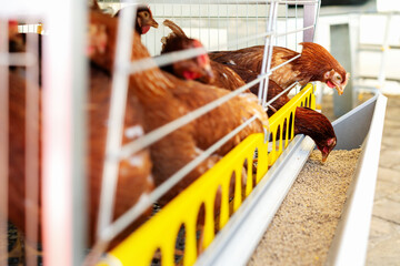 ISO brown hens. Brown chickens and food dispenser in the poultry farm. Laying hens in the cage rearing system.
