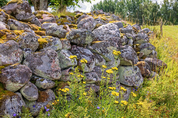 Old stone wall with moss and lichen and flowering Asteraceae flowers
