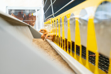 ISA brown day-old layer chicks in the cage rearing system.