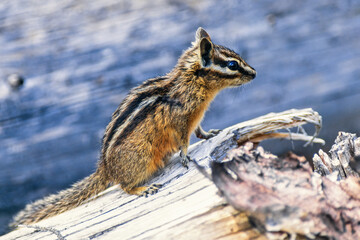 Least chipmunk on a tree log
