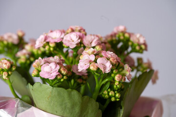 bouquet of pink spring flowers 