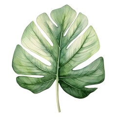 Vibrant Alocasia Leaf Watercolor on Pure White Background