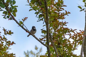Closeup view of sparrow sitting in  on tree branch.