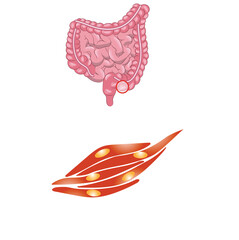 smooth human muscle with intestine
