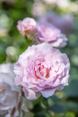 Close-up of beautiful pink roses blooming in the garden.
